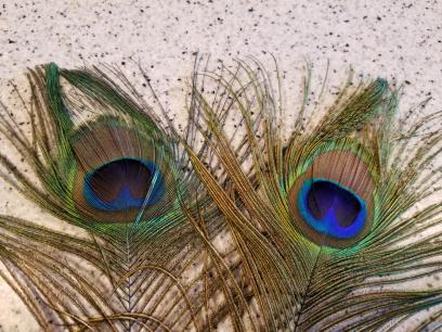 Peacock Feather for Headdress