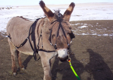 Abby Harnessed