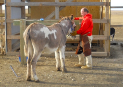 Jasper's First Hoof Trimming Here