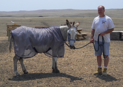 Deron - Jasper with his new Fly Sheet on  2012-06-30