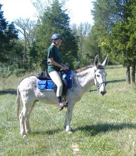 Janis on her mammoth donkey Sherman