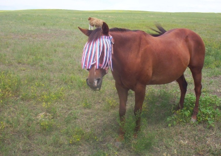 Missy In Her Flymask